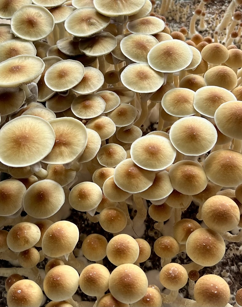 A dense cluster of golden-capped mushrooms cultivated by Michou