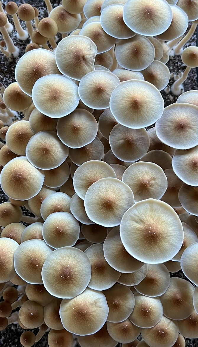 A luminous canopy of mushrooms cultivated by Michou